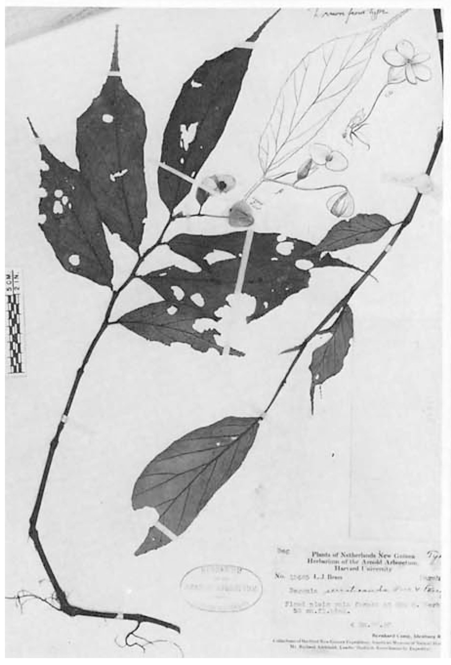 B. serraticauda